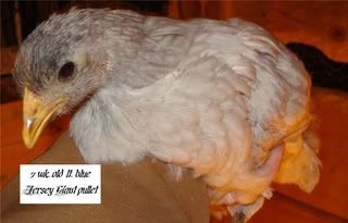 ltbluejersey-7weeks-b.jpg