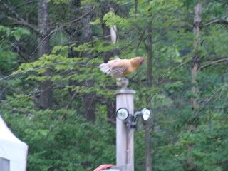 roosting001.jpg