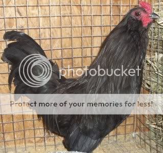 EasterBDChicks102.jpg