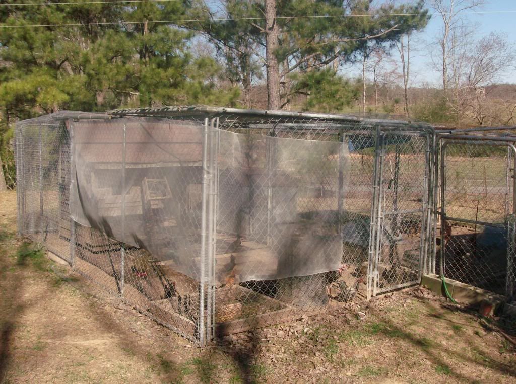 backyardchickens2030.jpg