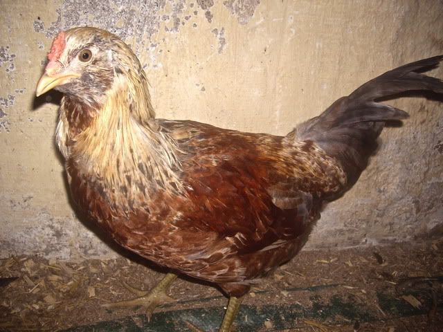 IMGP3132.jpg