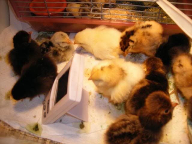 DSCF2813.jpg