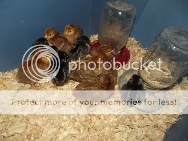 Picture011-3.jpg