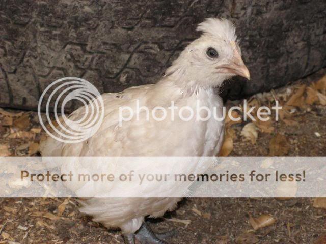 Chicks071.jpg