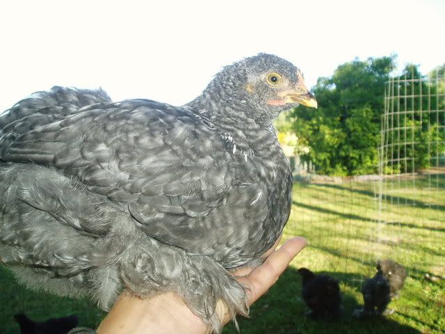 Cleo7weeks.jpg