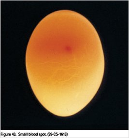 usda-egg-grading-blood-spot-s.jpg