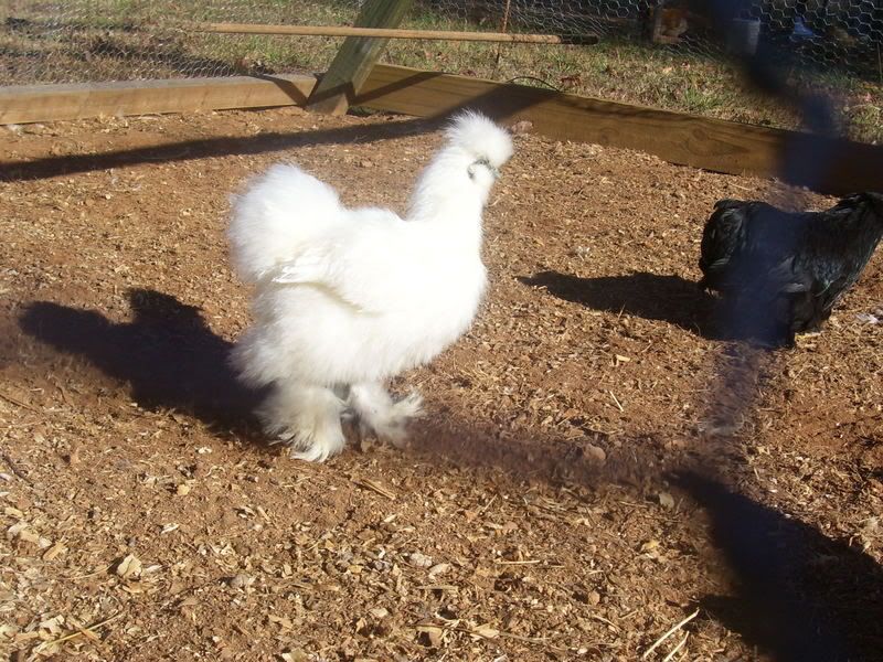 chickens12-14-07015.jpg