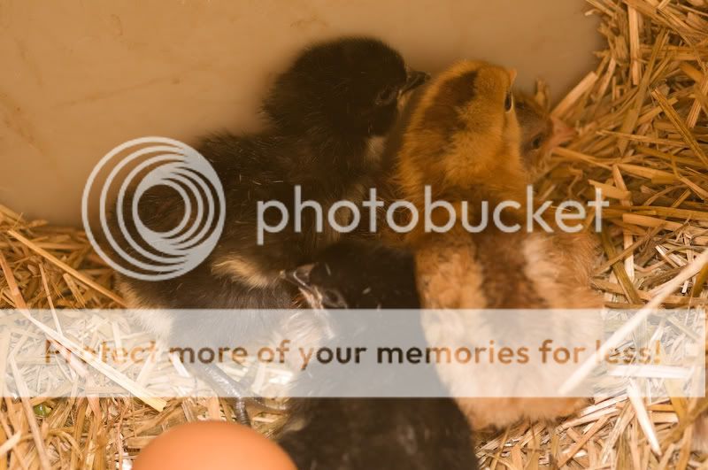 0806babychick004.jpg