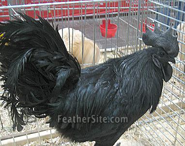 CemaniBlackRoo.JPEG