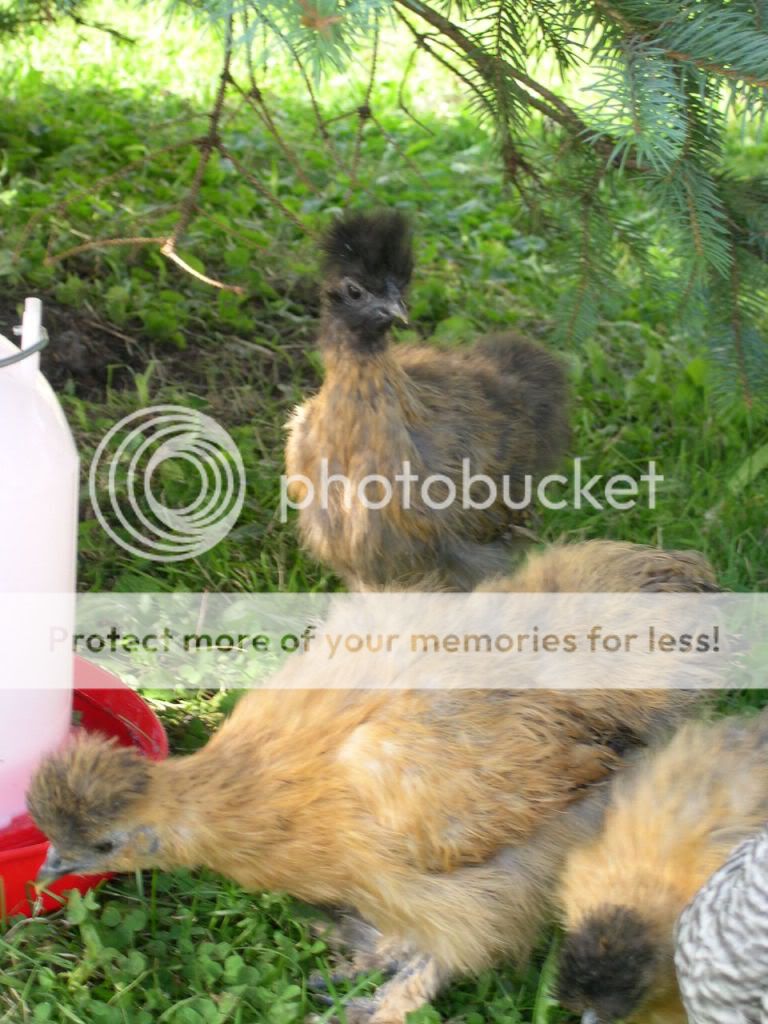 chickensandcraigslist112.jpg