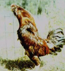 orlovneg10.JPG
