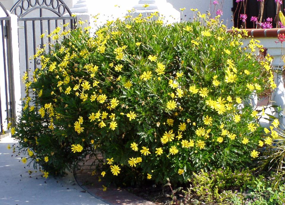 euryops_pectinatus.jpg
