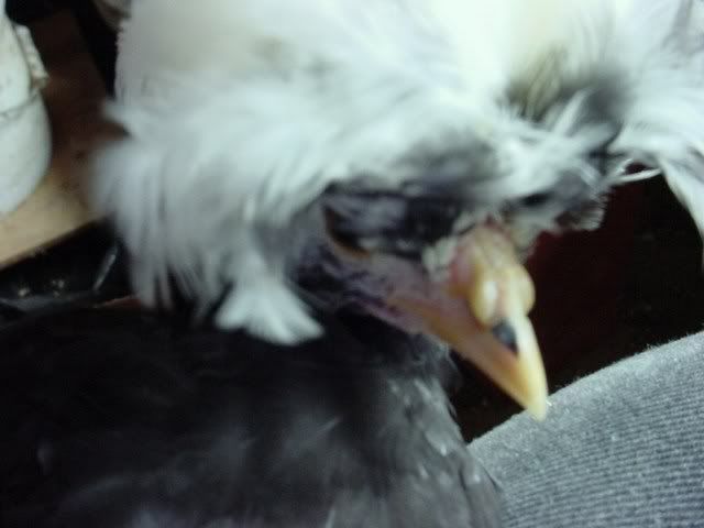 DSC01282.jpg