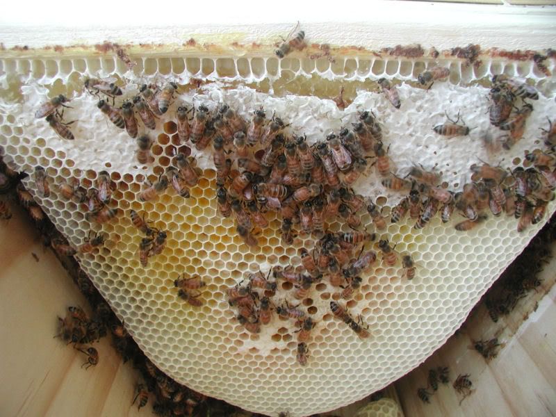bees6.jpg