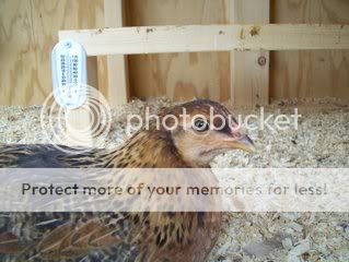 100_0768.jpg