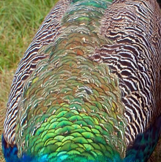 DSC06139Webpertyback.jpg
