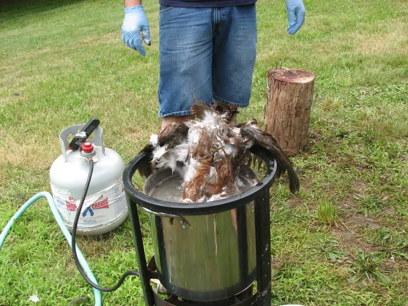 chickenstock014.jpg