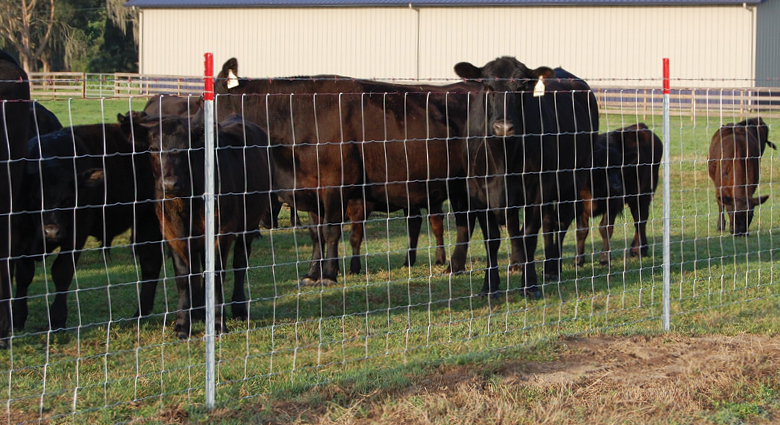 Field Fencing for Livestock | Contain LiveStock With Red Brand Fence