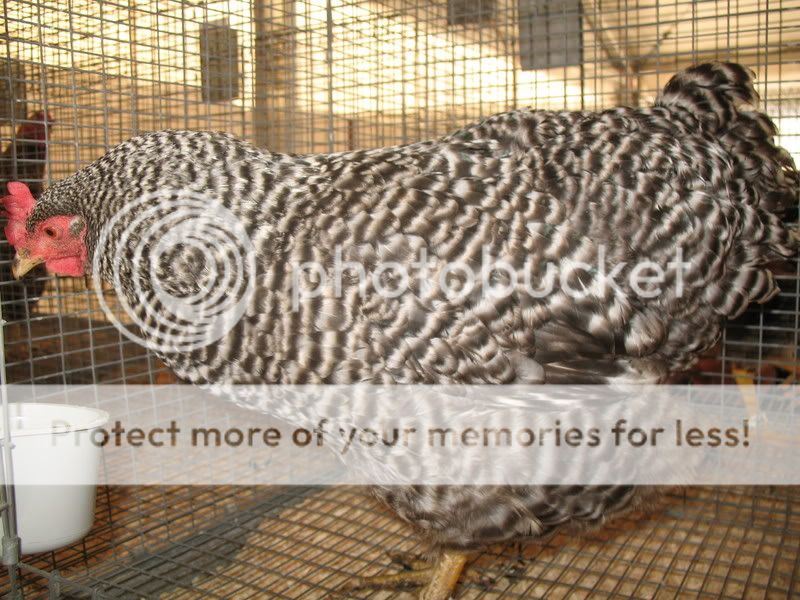 chickens014.jpg