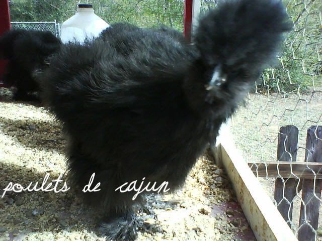 blacksplits2.jpg