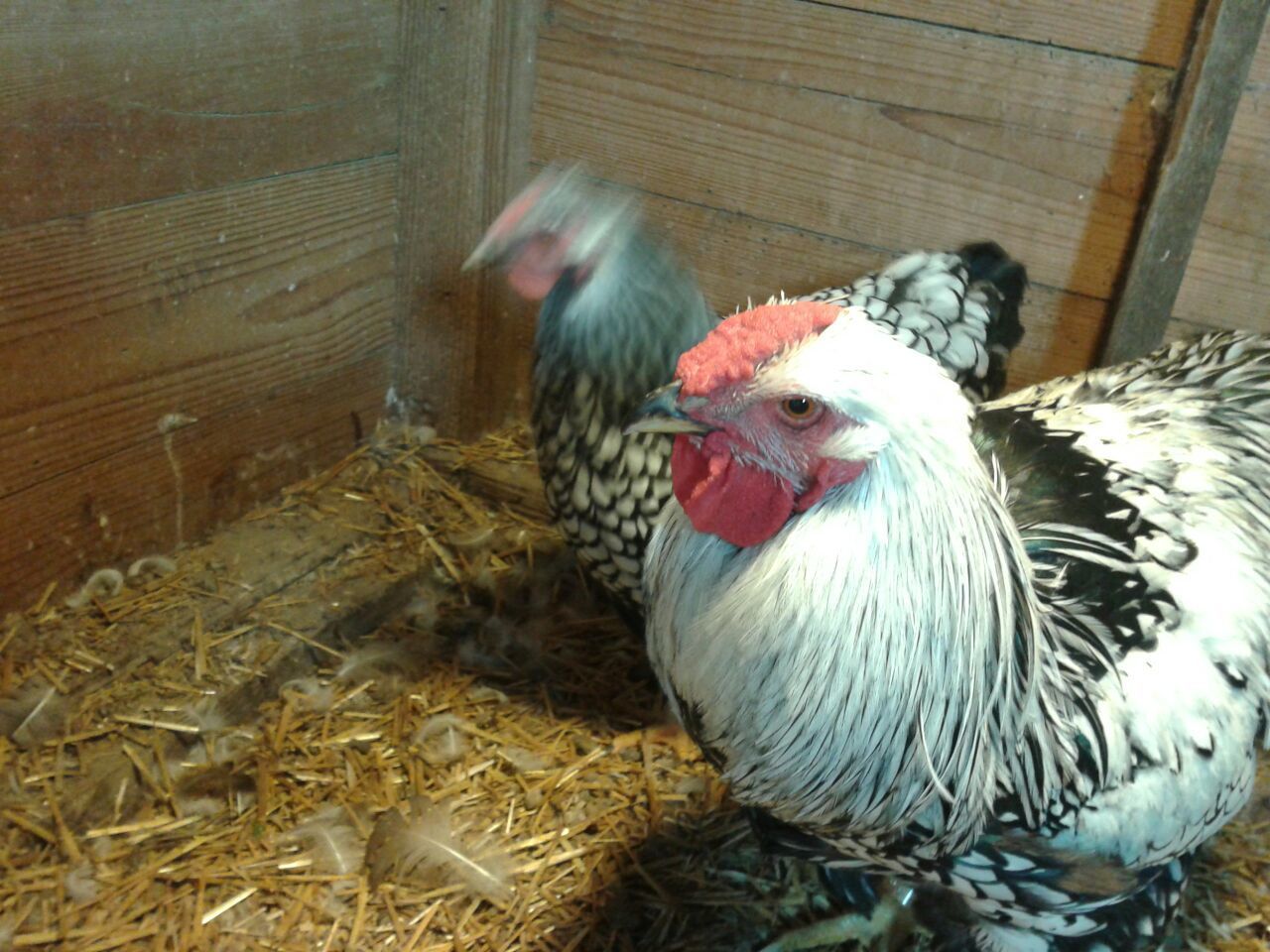 900x900px-LL-d3fdfeb0_2012-10-1309.37.16.jpeg