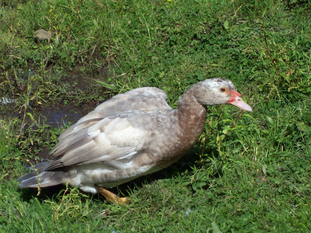 100_4296.JPG