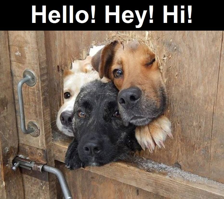 189263-Hello-Hey-Hi.jpg
