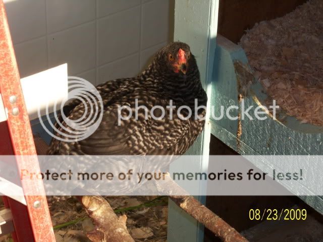 100_1852.jpg
