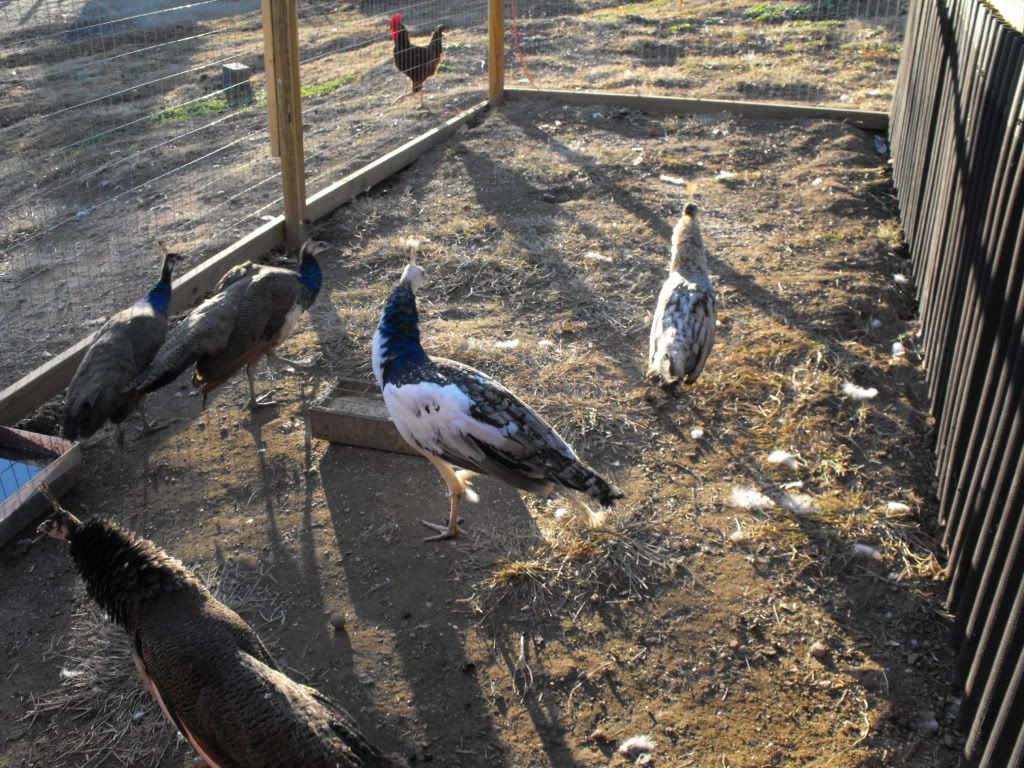 peacocks014.jpg