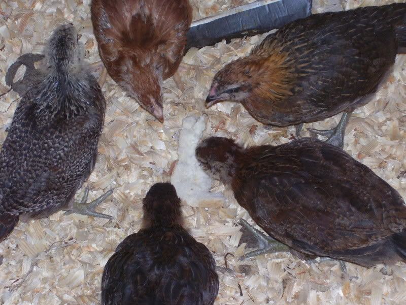 chicks55weeks008.jpg