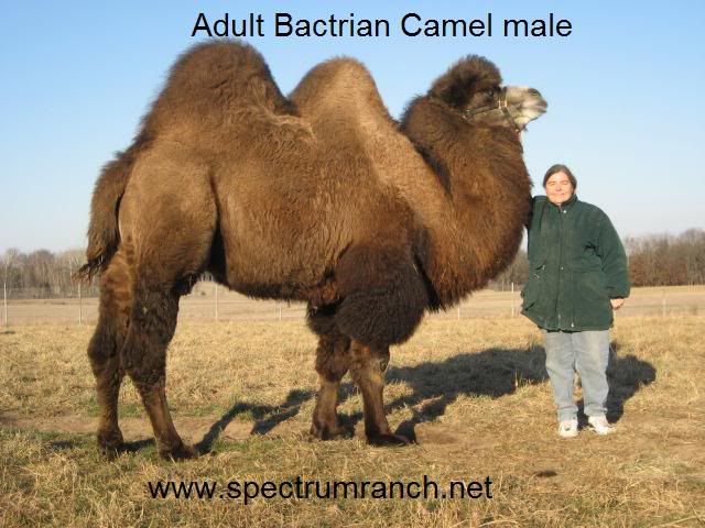 Bactrianmalesr.jpg