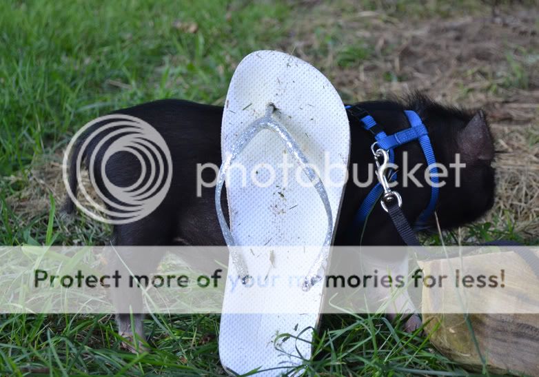 Lunaandshoe2.jpg