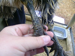 4689777992_5451c957f9_m.jpg