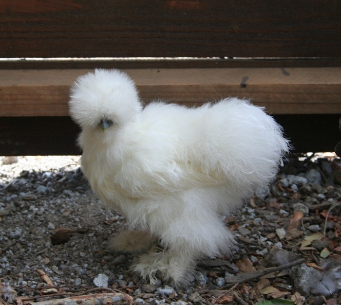 silkie_runt_16week.jpg
