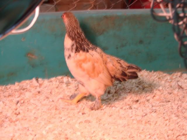 DSC01581.jpg