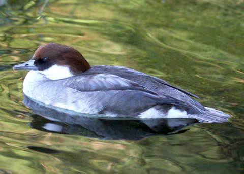 3smew_copy.jpg