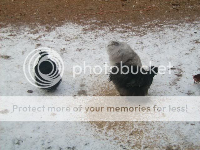birdsinthesnow001.jpg