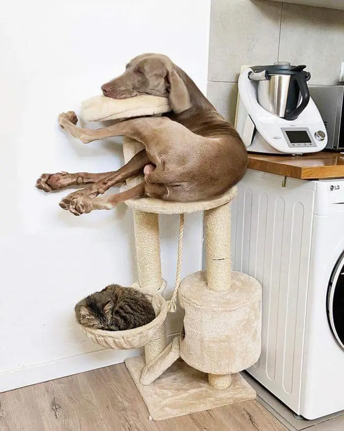 funny dog sleeping on cat scratching post