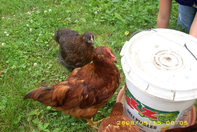 photos068.jpg
