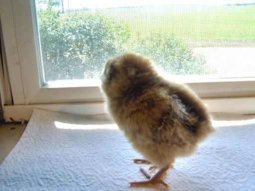 fancychicks1dayold042.jpg