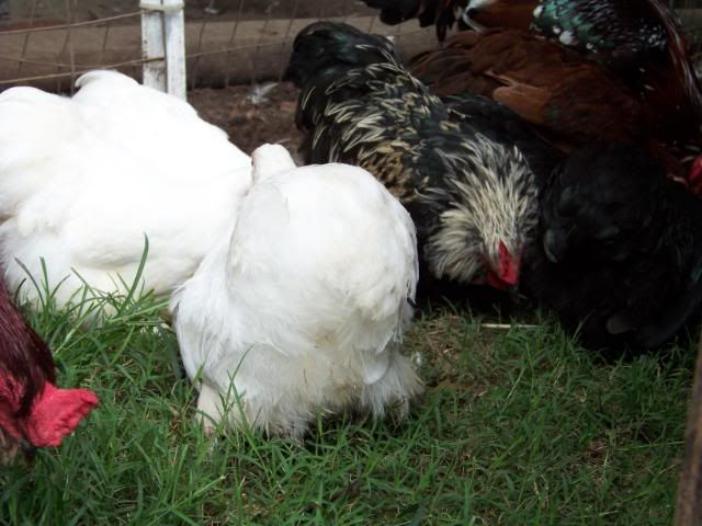 Bantamcochins003.jpg