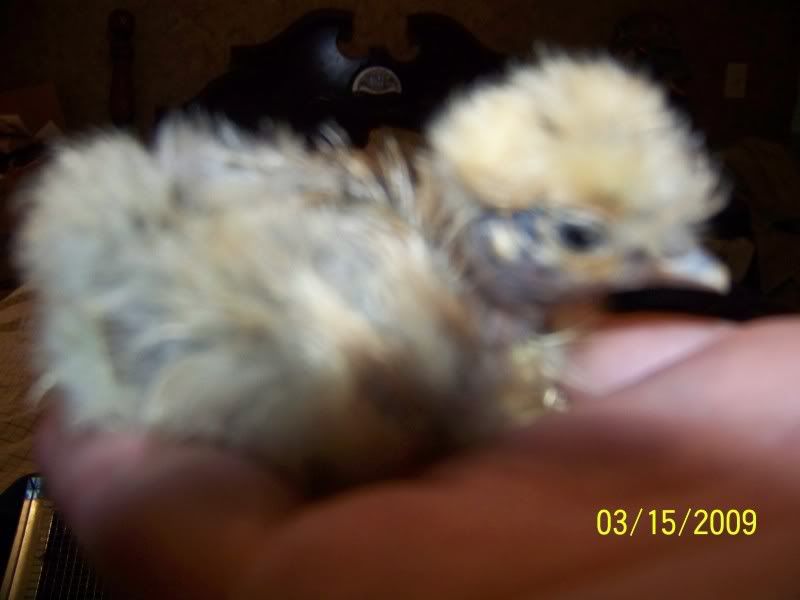 Hatch33-14-0912.jpg