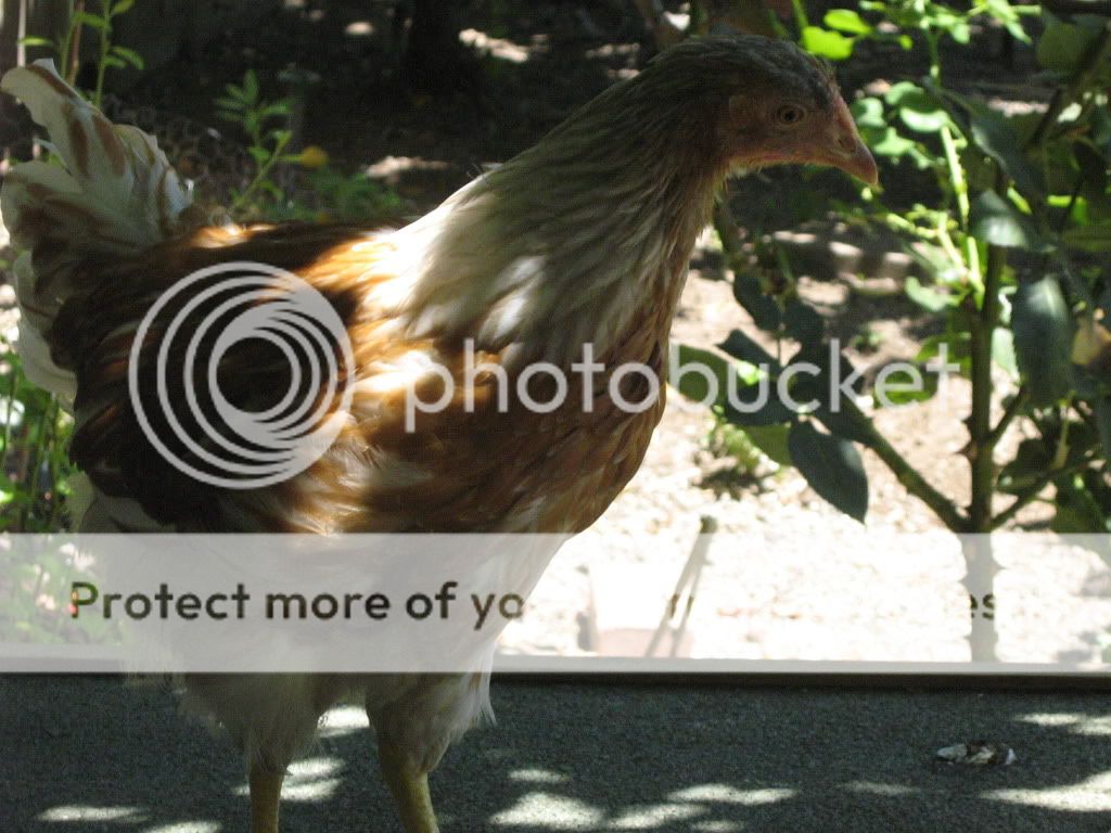 ChickensJuly20th2010015.jpg