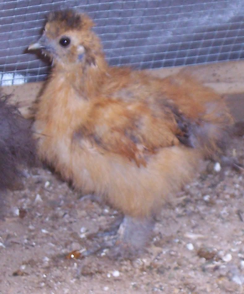 Chick3_edited.jpg