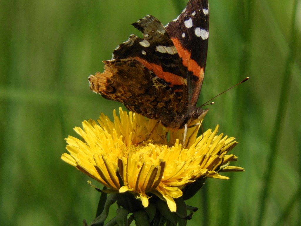 butterfly,large.1568655678.JPG