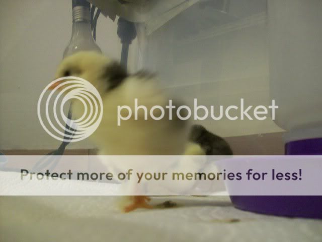 chick042.jpg