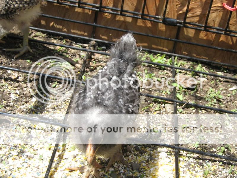 Chicks3Weeks012.jpg