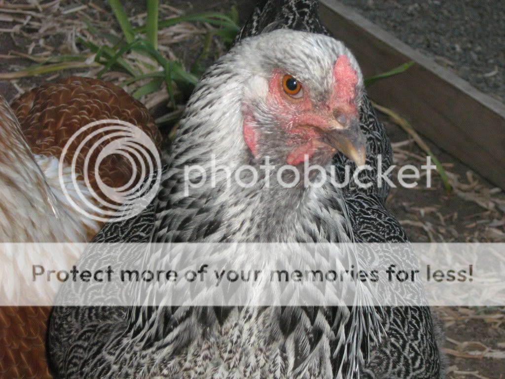 NewChickens9-27-10090.jpg