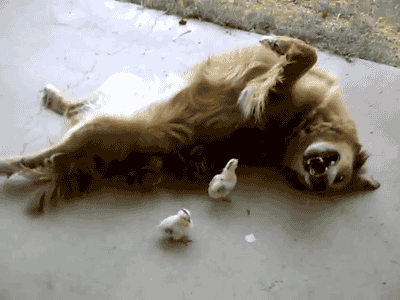 sfRk3tL.gif
