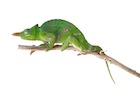 buy-giant-fischers-chameleon.jpg